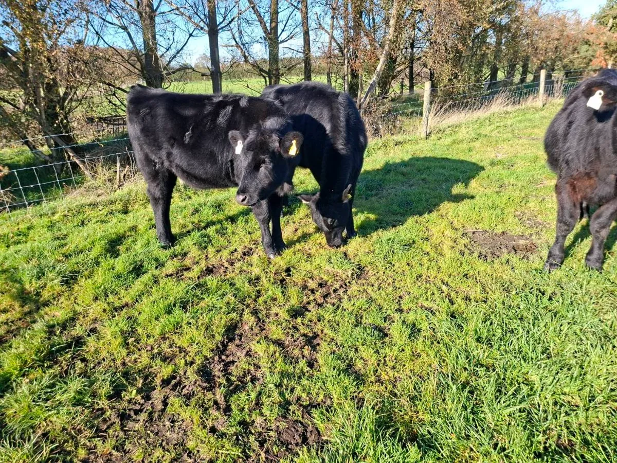 Angus heifers - Image 2