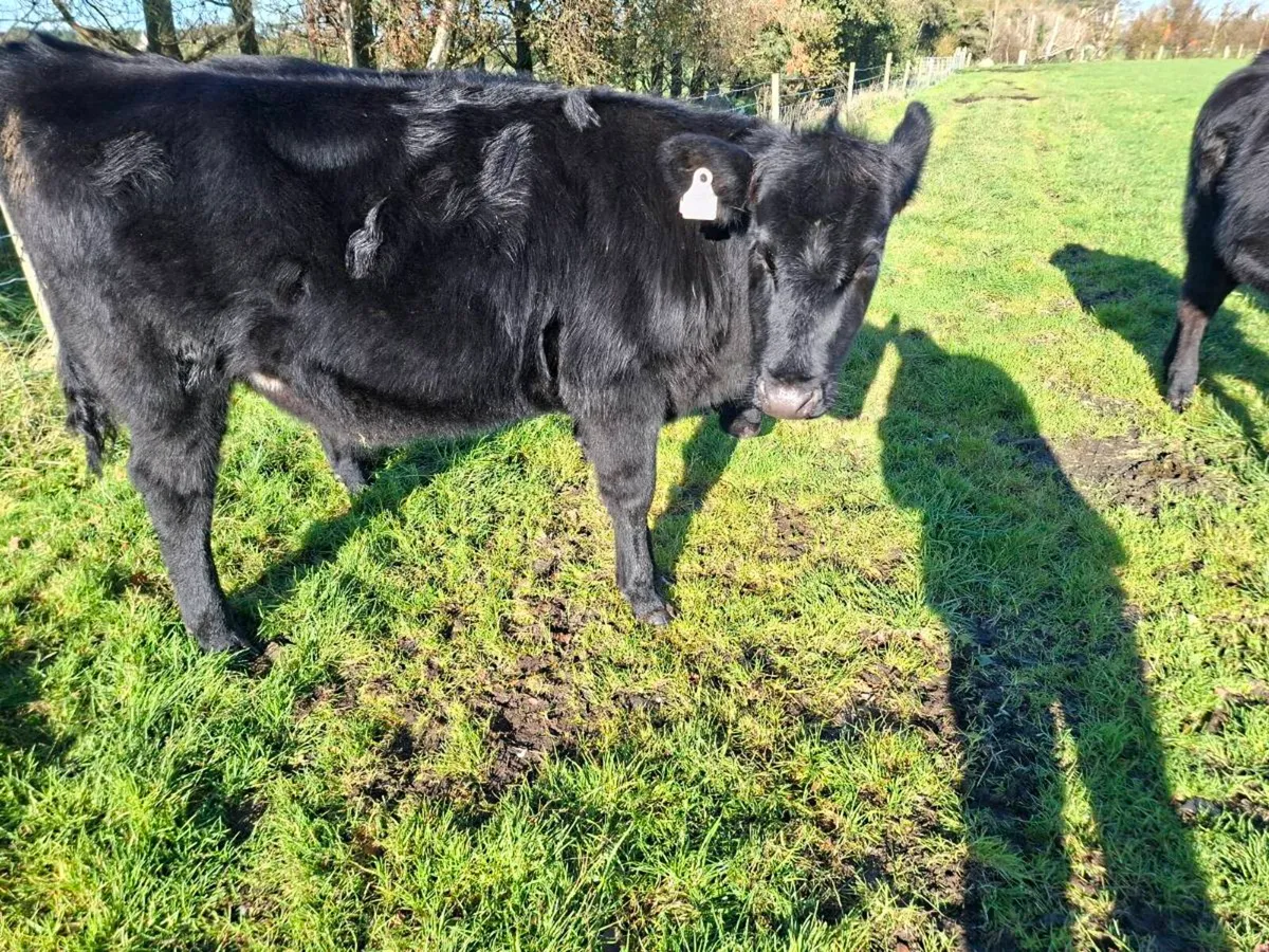 Angus heifers - Image 3