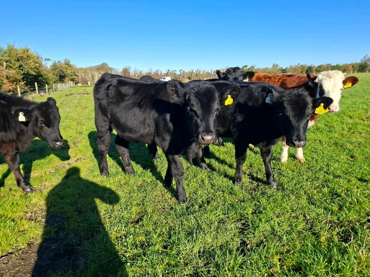 Angus heifers - Image 4