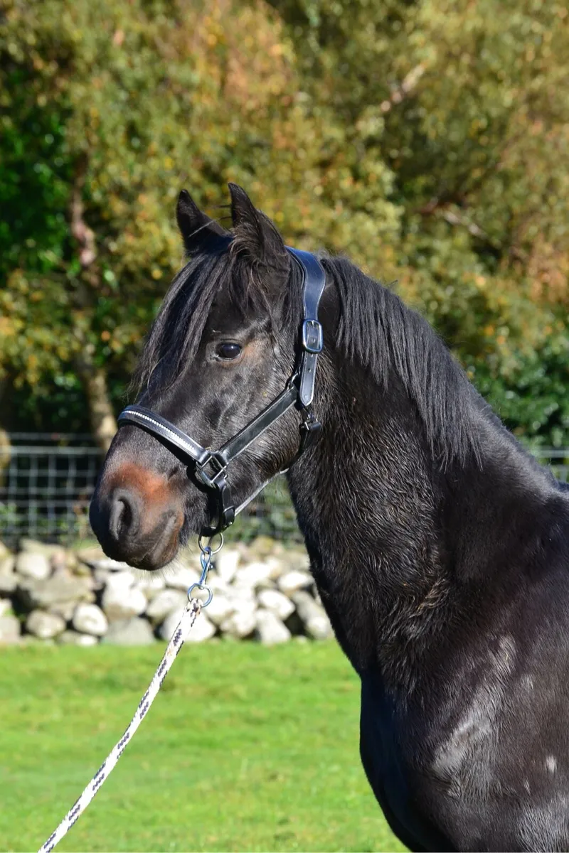 14.2 pony - Image 1