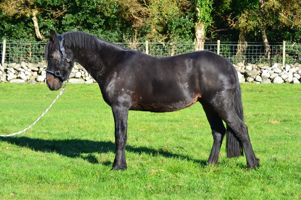 14.2 pony - Image 3