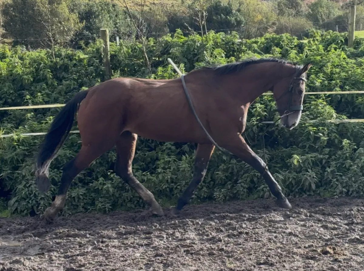 16.2 mare - Image 2