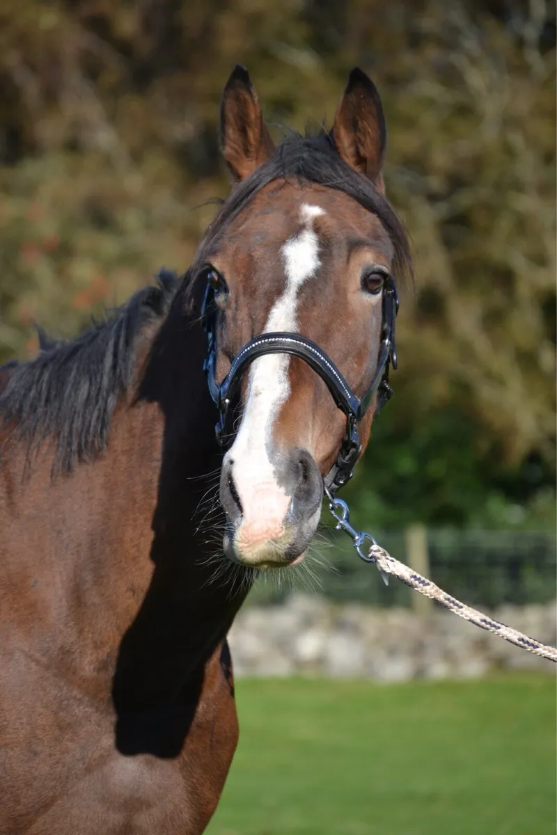 16.2 mare - Image 1