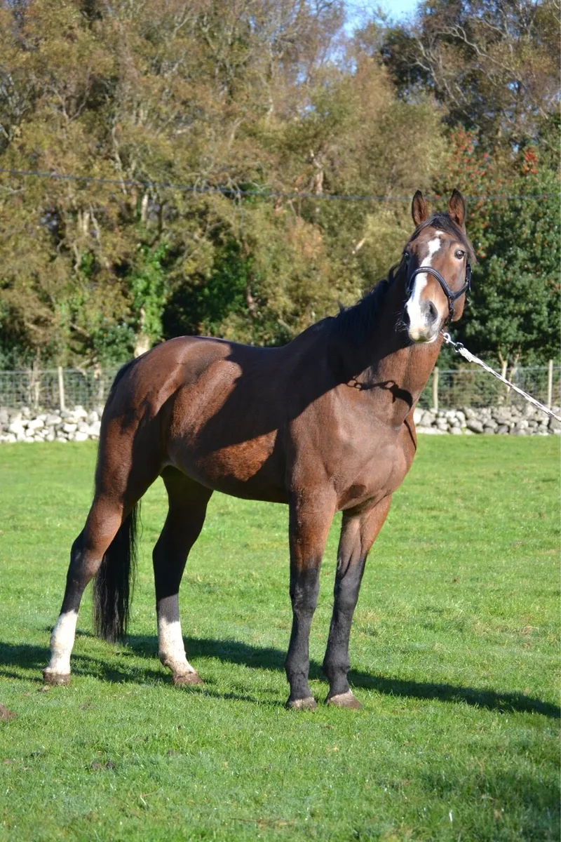 16.2 mare - Image 3