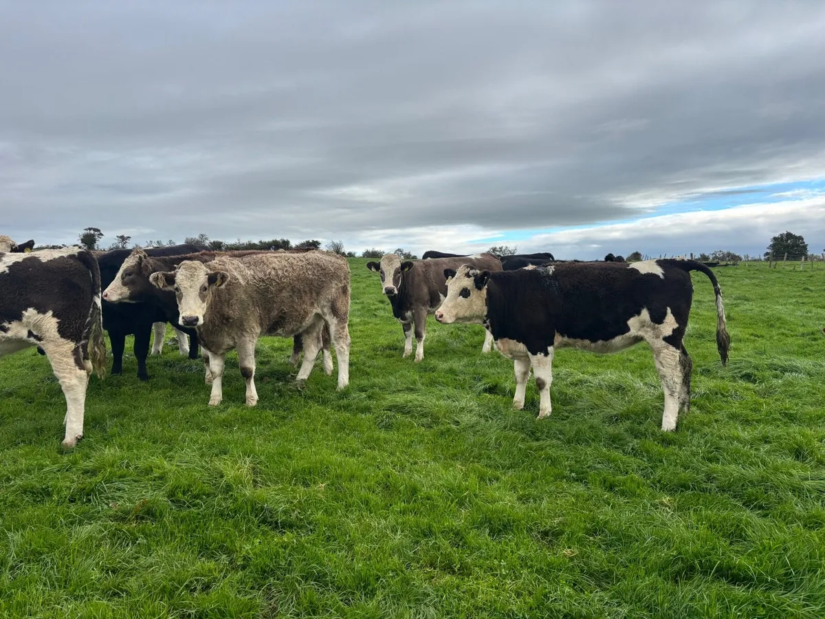 Simmental X heifers - Image 4