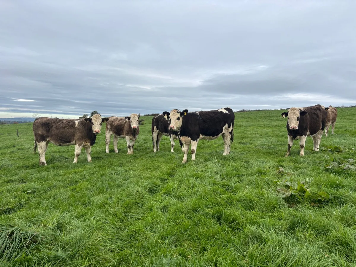 Simmental X heifers - Image 1