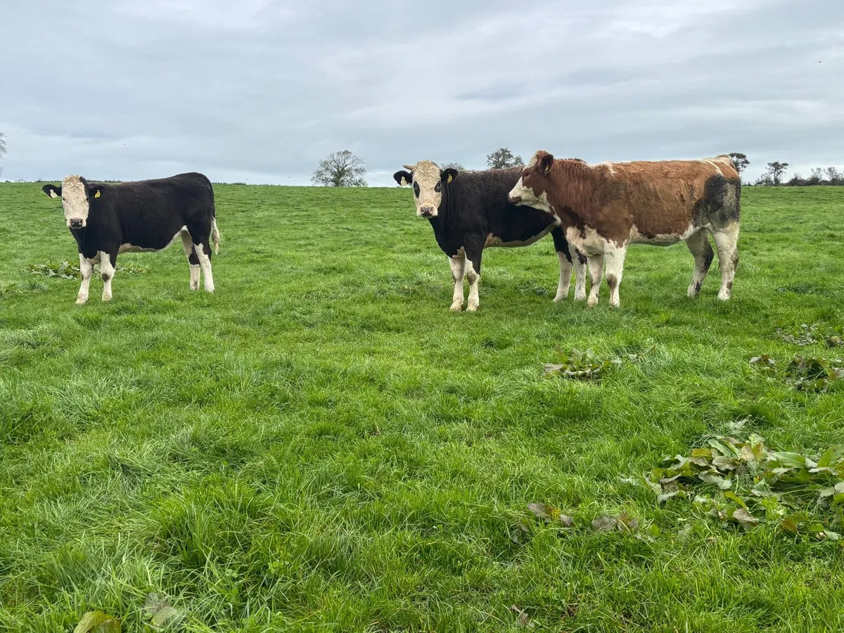 Simmental X heifers - Image 2