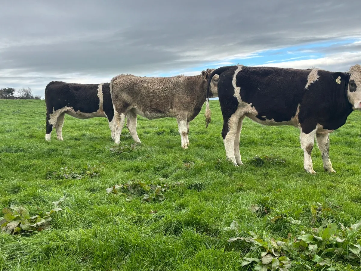 Simmental X heifers - Image 3