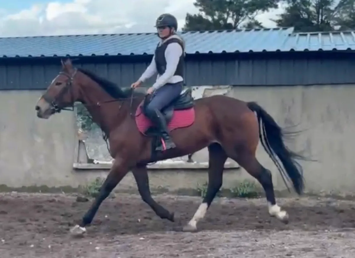 16.2 mare - Image 4