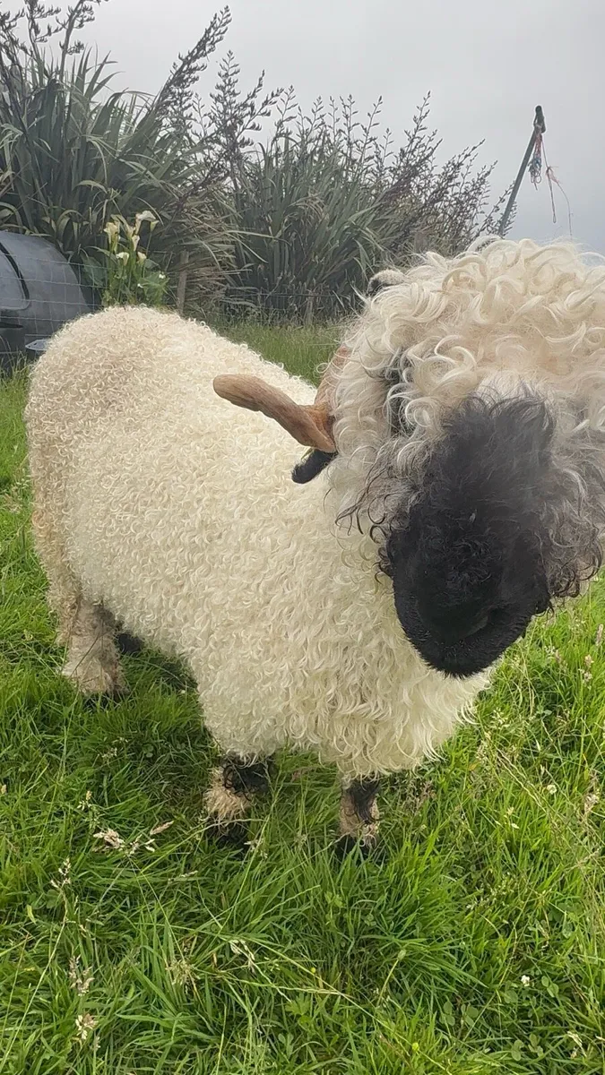 PBR Valais Blacknose Hoggat Ewe - Image 2