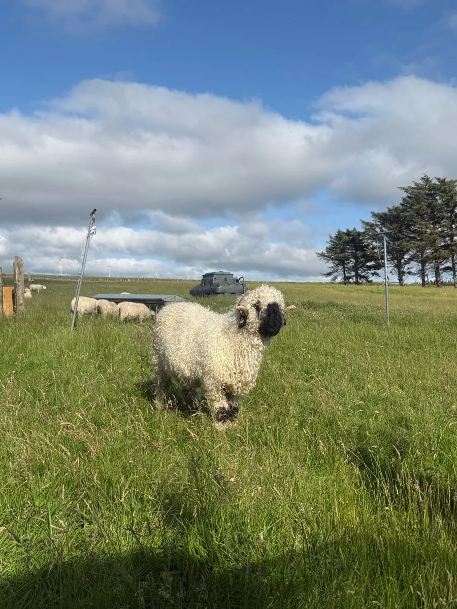 PBR Valais Blacknose Hoggat Ewe - Image 1