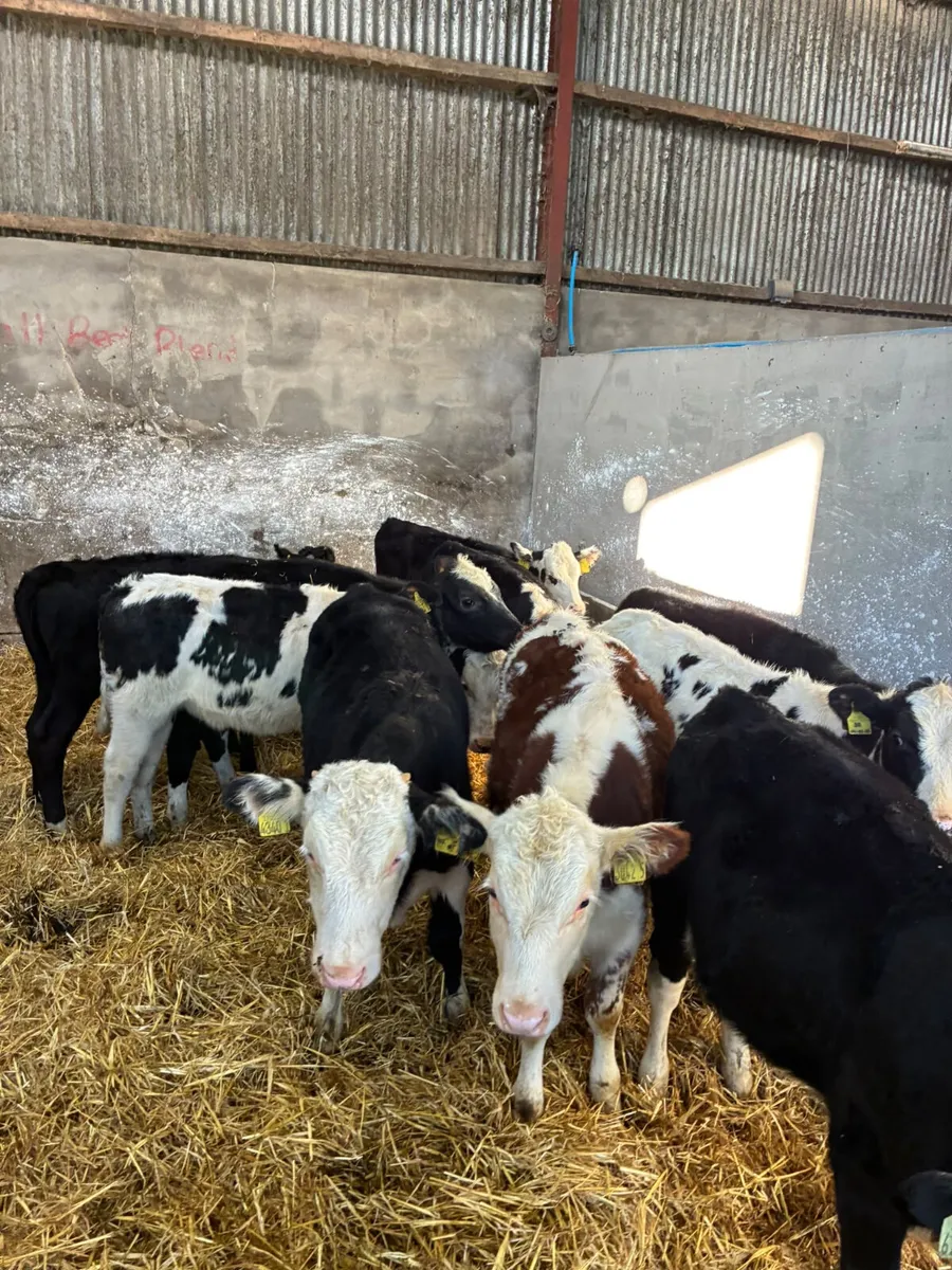Hereford and blue heifers - Image 4