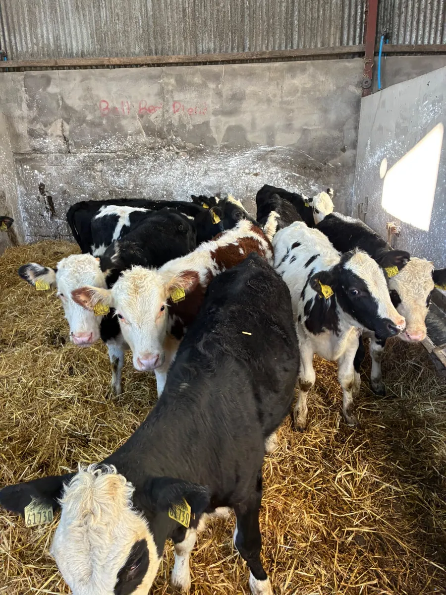 Hereford and blue heifers - Image 3