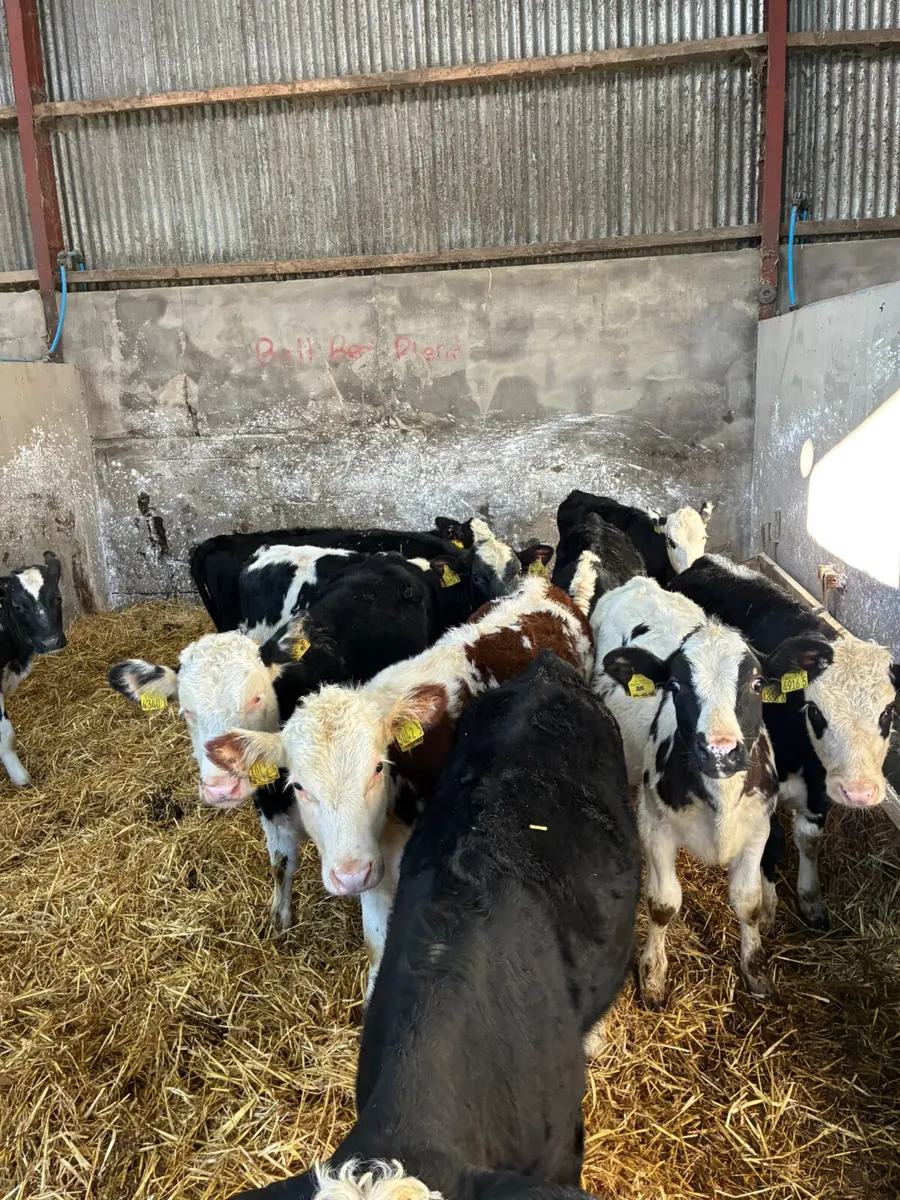 Hereford and blue heifers - Image 2