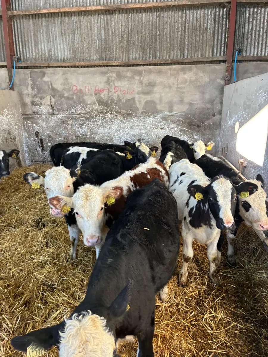 Hereford and blue heifers - Image 1