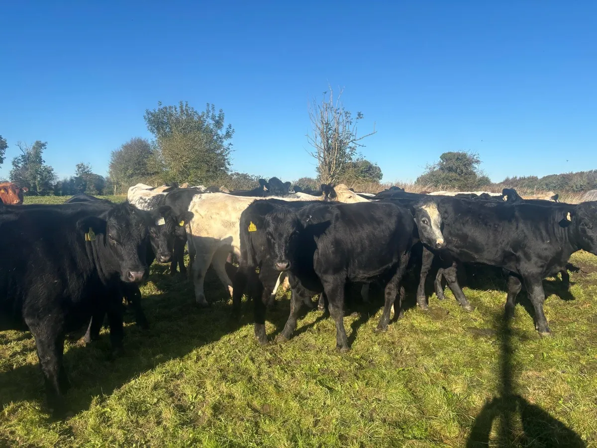 Heifers - Image 1