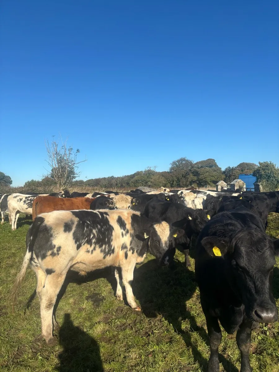Heifers - Image 4