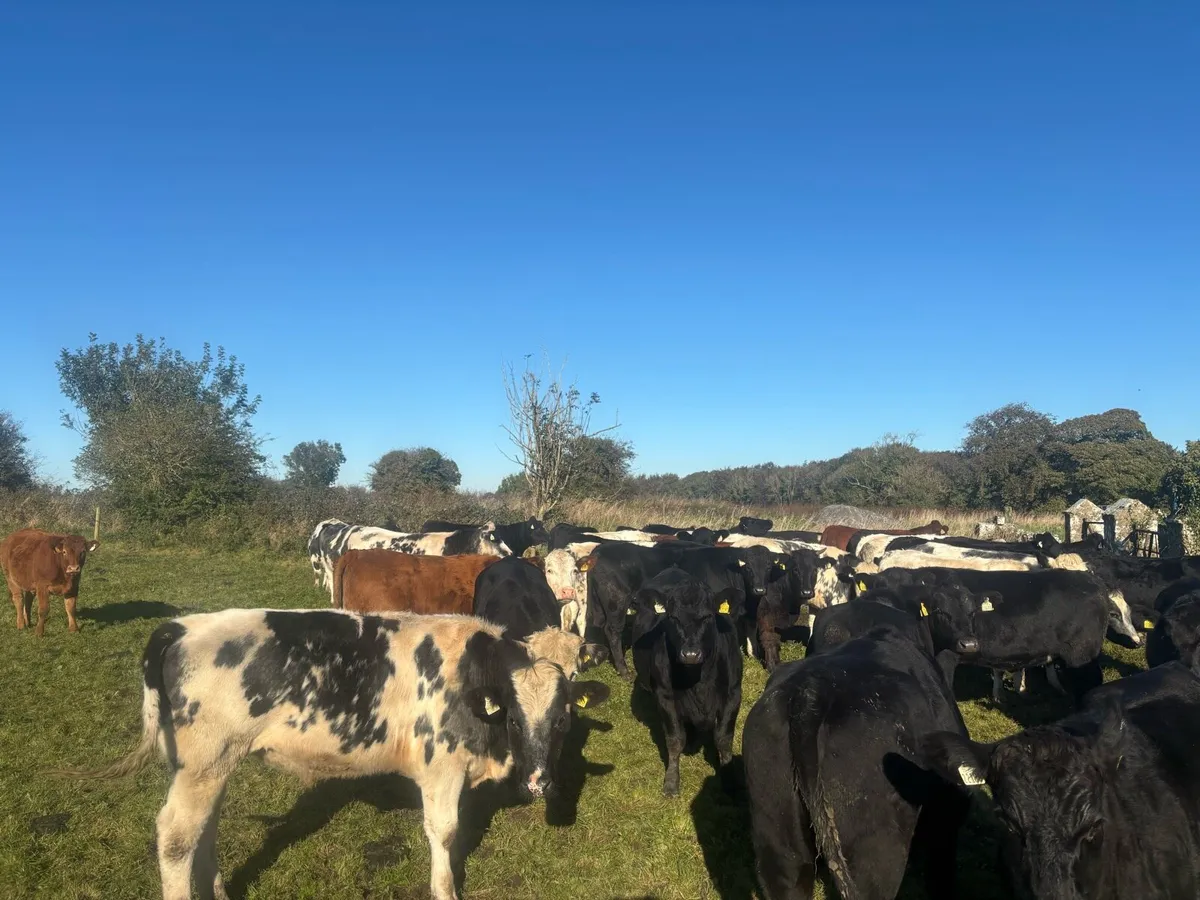 Heifers - Image 2