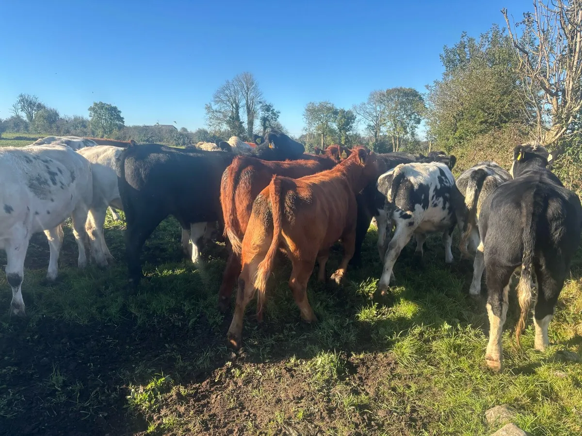 Heifers - Image 3