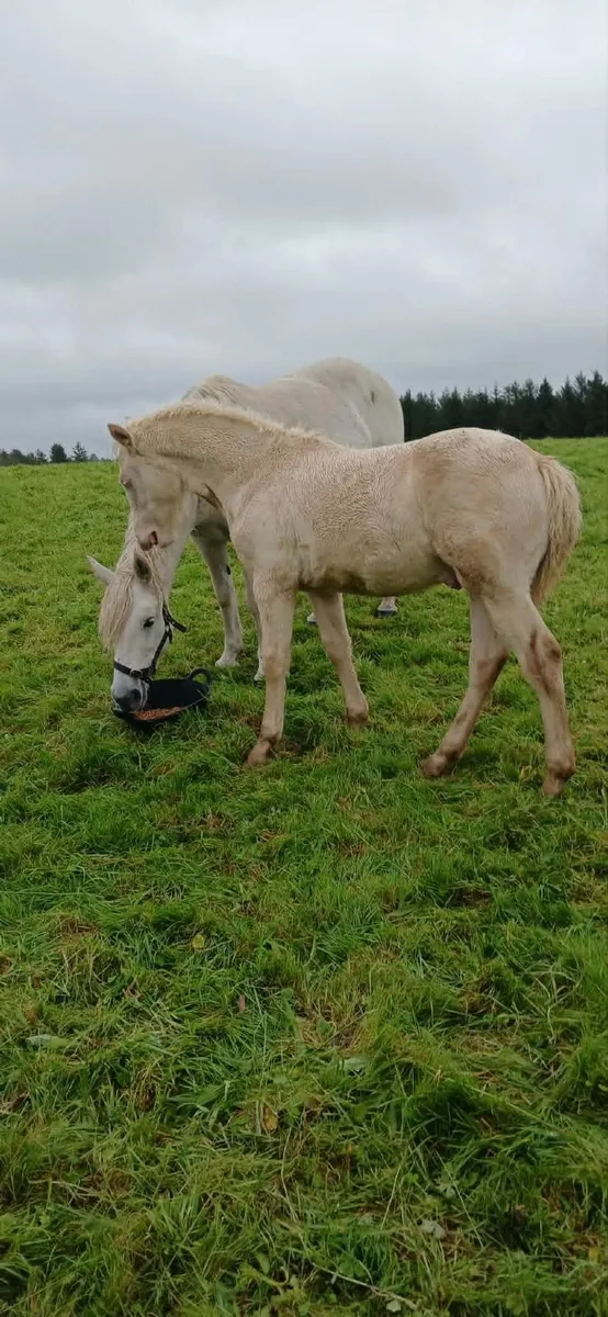 Connemara Colt Foal - Image 1