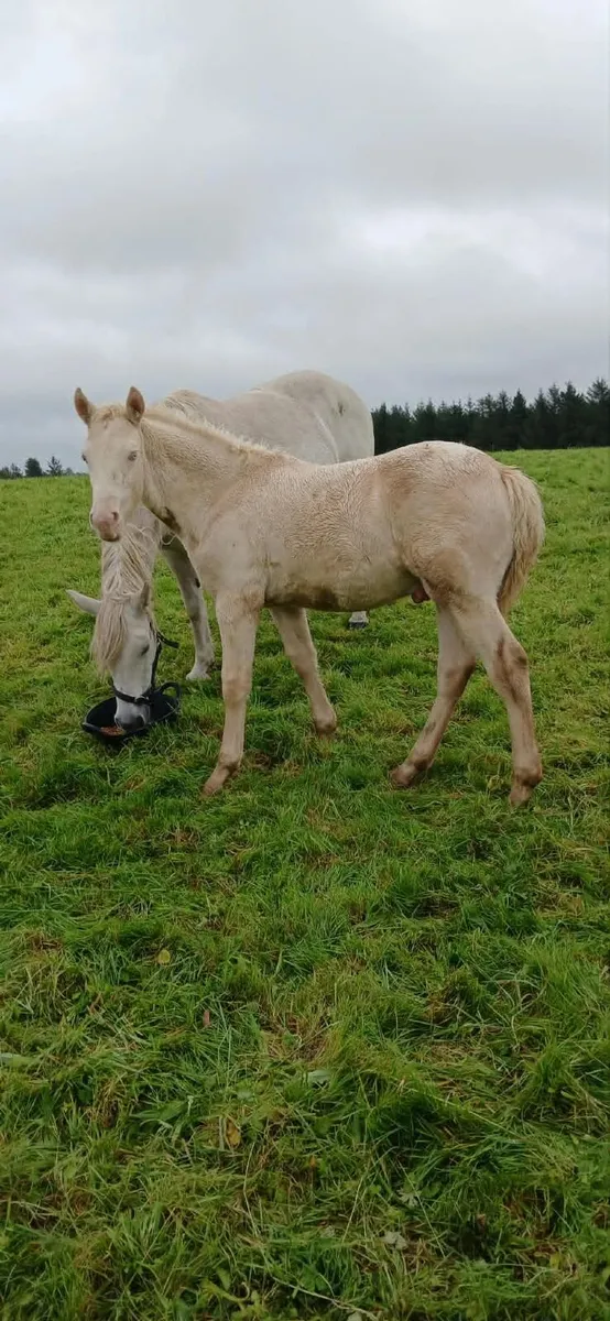 Connemara Colt Foal - Image 2