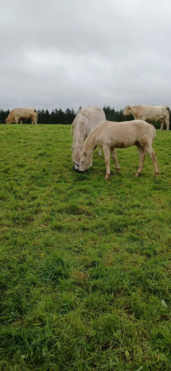 Connemara Colt Foal - Image 3