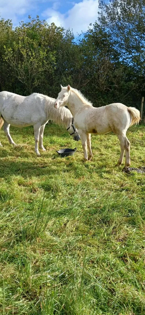 Connemara Colt Foal - Image 4