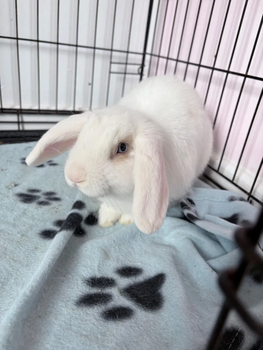 Lop eared rabbit - Image 2