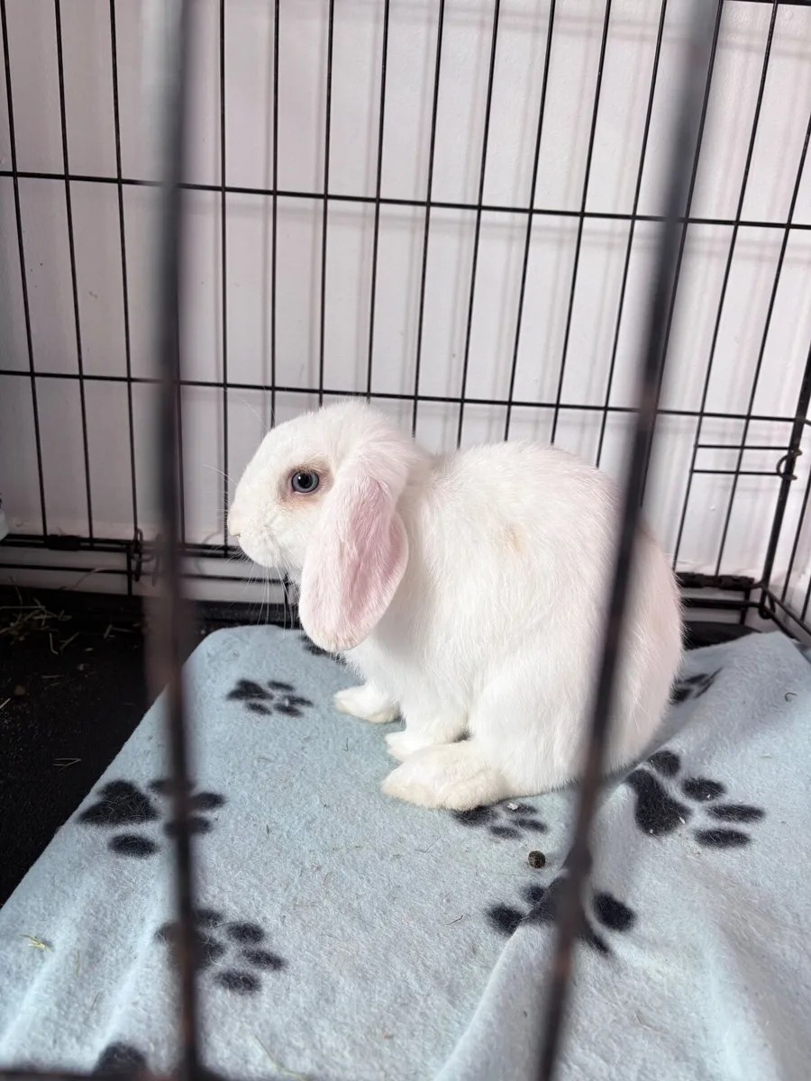 Lop eared rabbit - Image 3