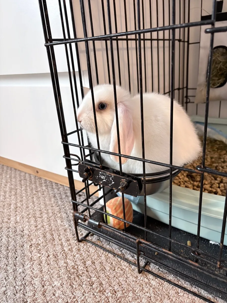 Lop eared rabbit - Image 1