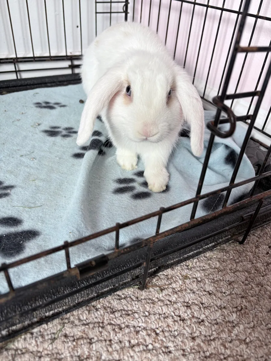 Lop eared rabbit - Image 4
