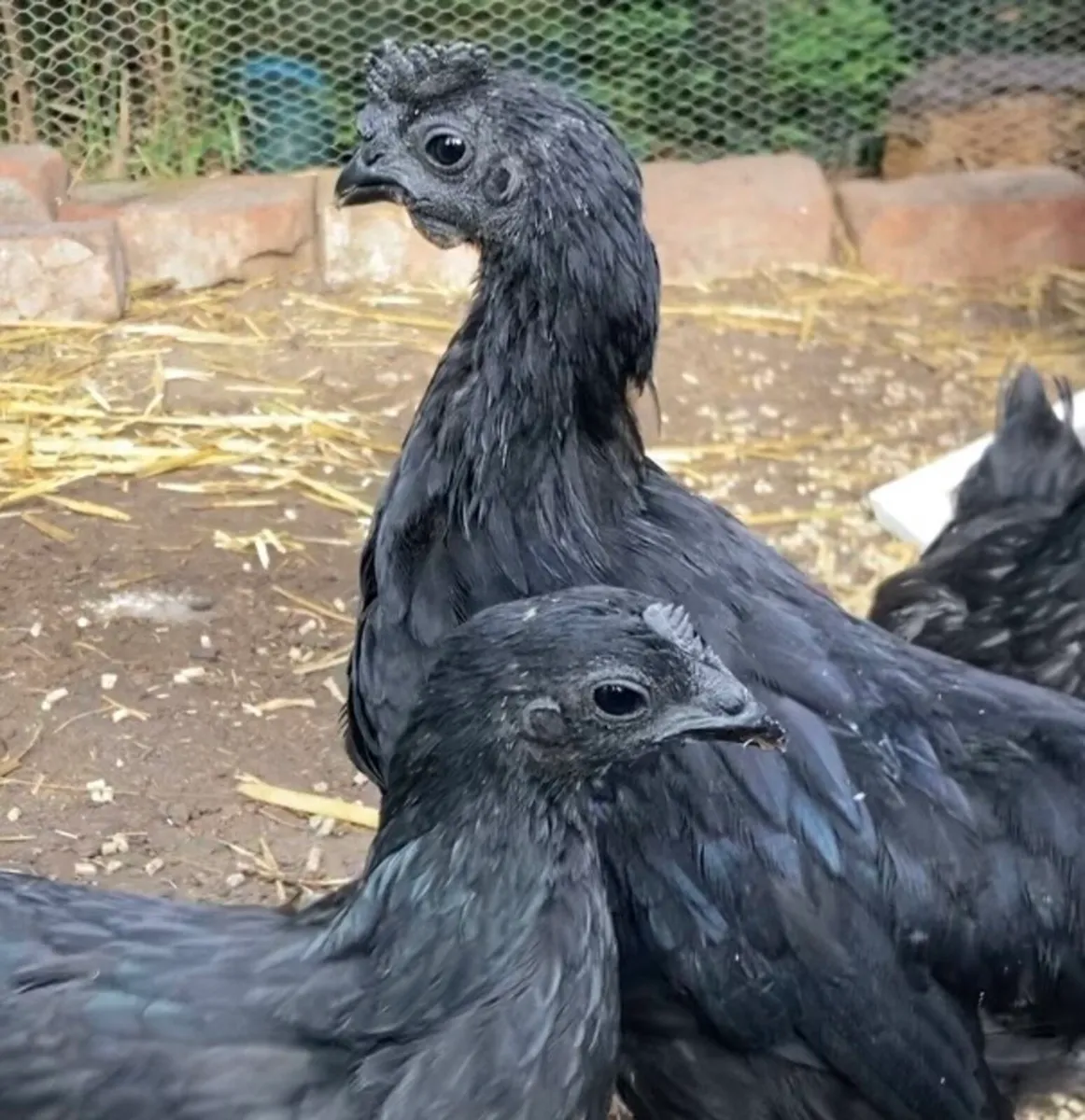 Ayam Cemani - Image 1