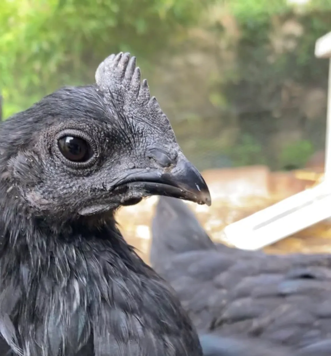 Ayam Cemani - Image 2