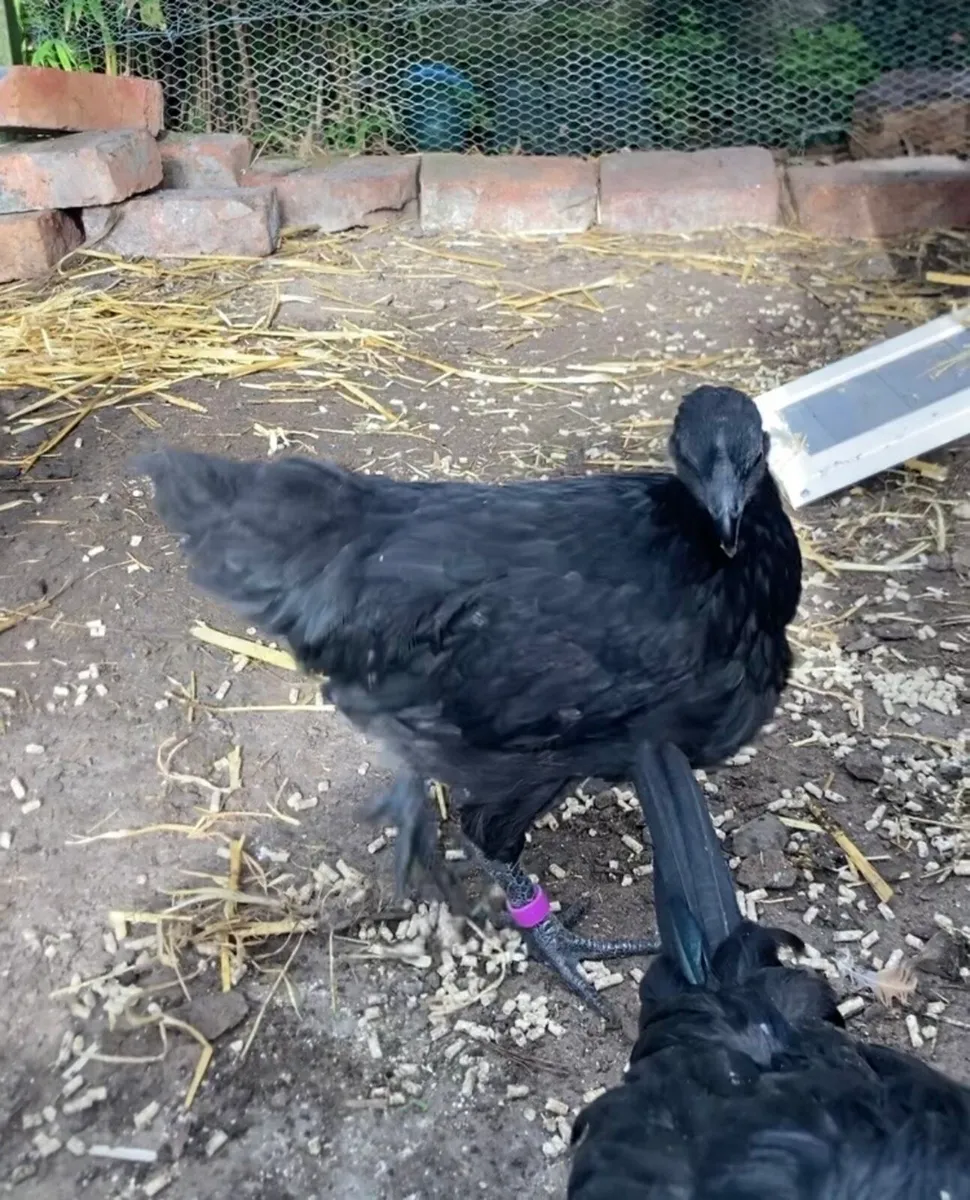 Ayam Cemani - Image 3