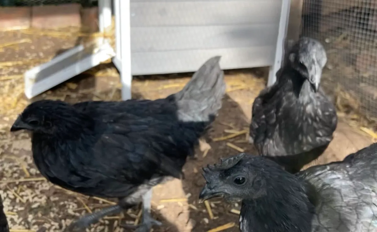 Ayam Cemani - Image 4