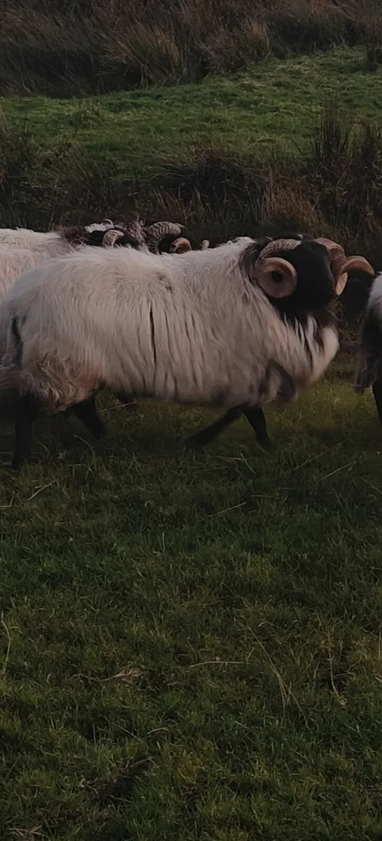 Hogget ram - Image 1