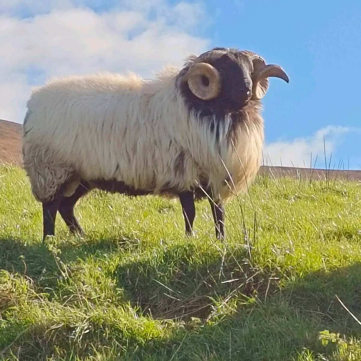 Hogget ram - Image 2