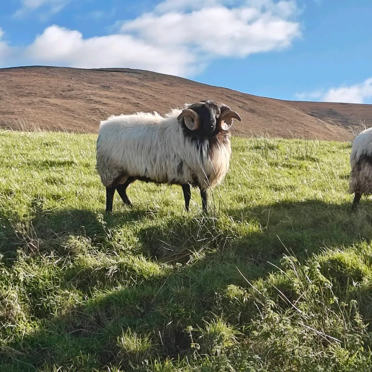 Hogget ram - Image 3