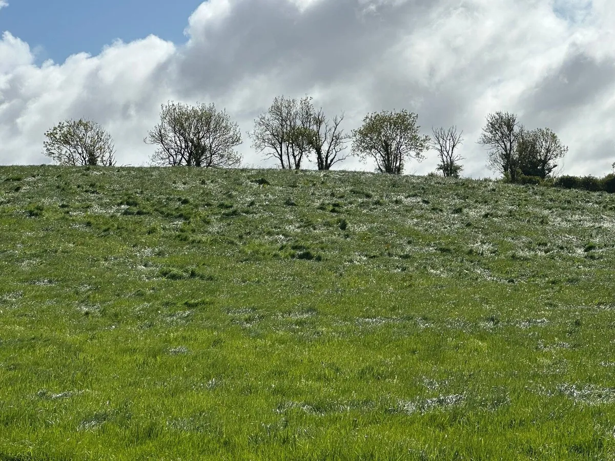 Silage for sale or BnB