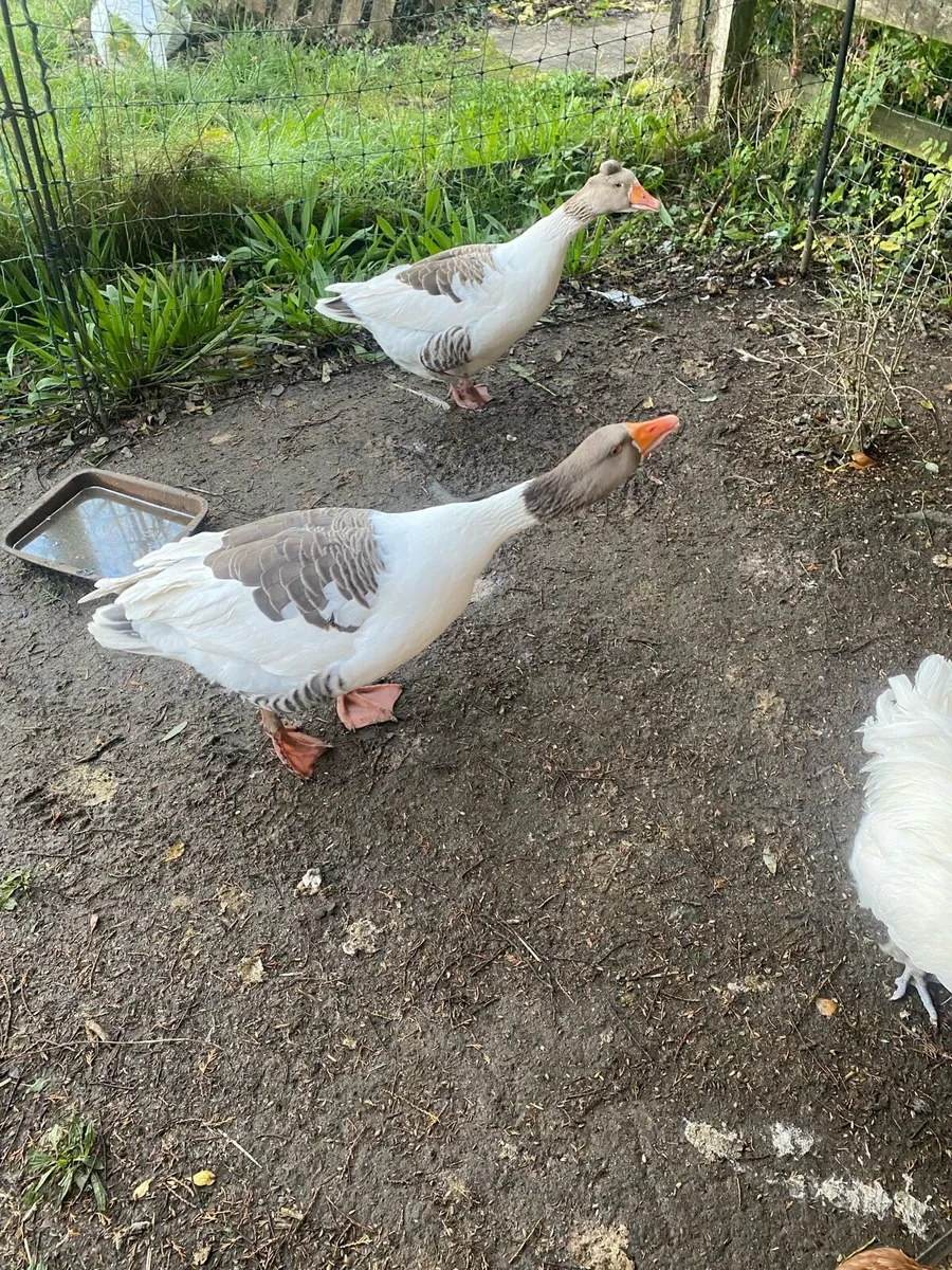 Pomeranian Geese pair