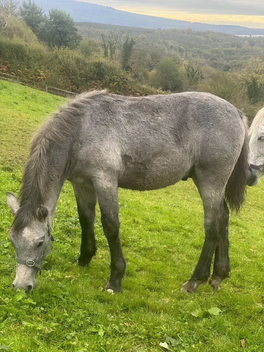 Connemara Colt Foal - Image 2
