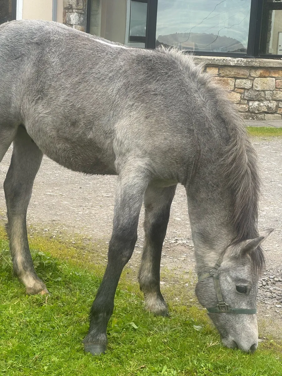 Connemara Colt Foal - Image 3