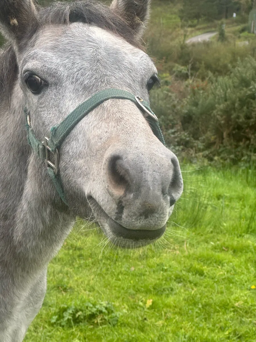 Connemara Colt Foal - Image 4