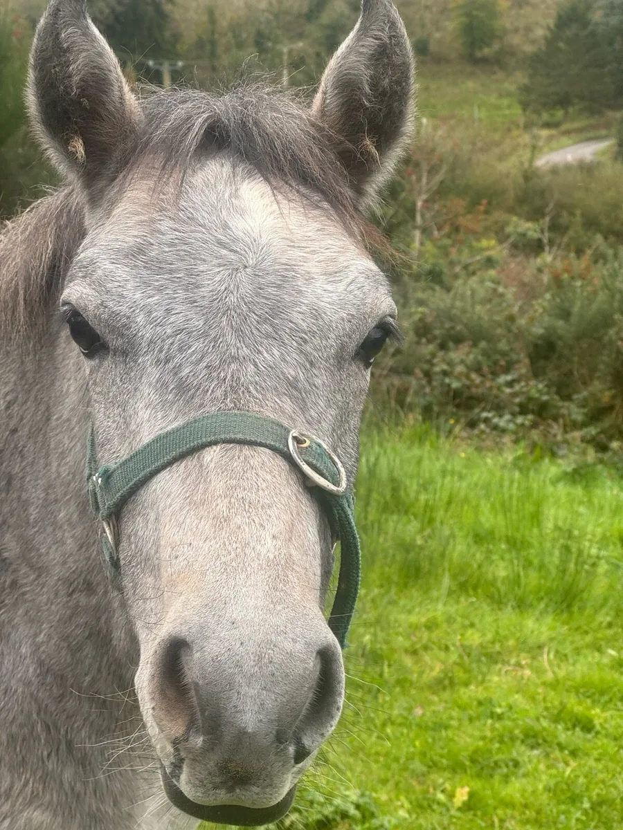 Connemara Colt Foal - Image 1
