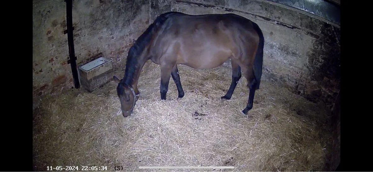 Broodmare for sale. ‘Nia’ - Image 2
