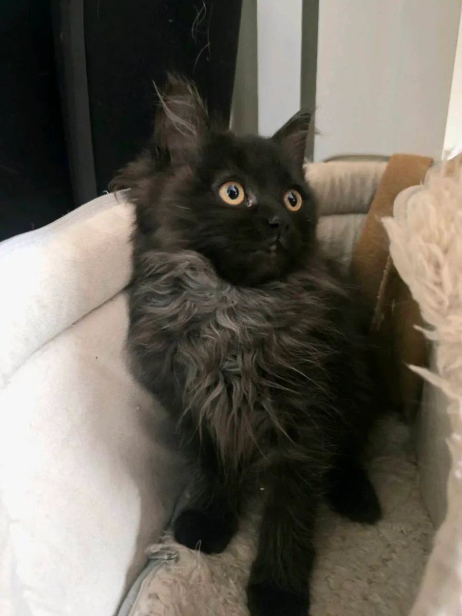 Siberian Forest kitten - Image 1