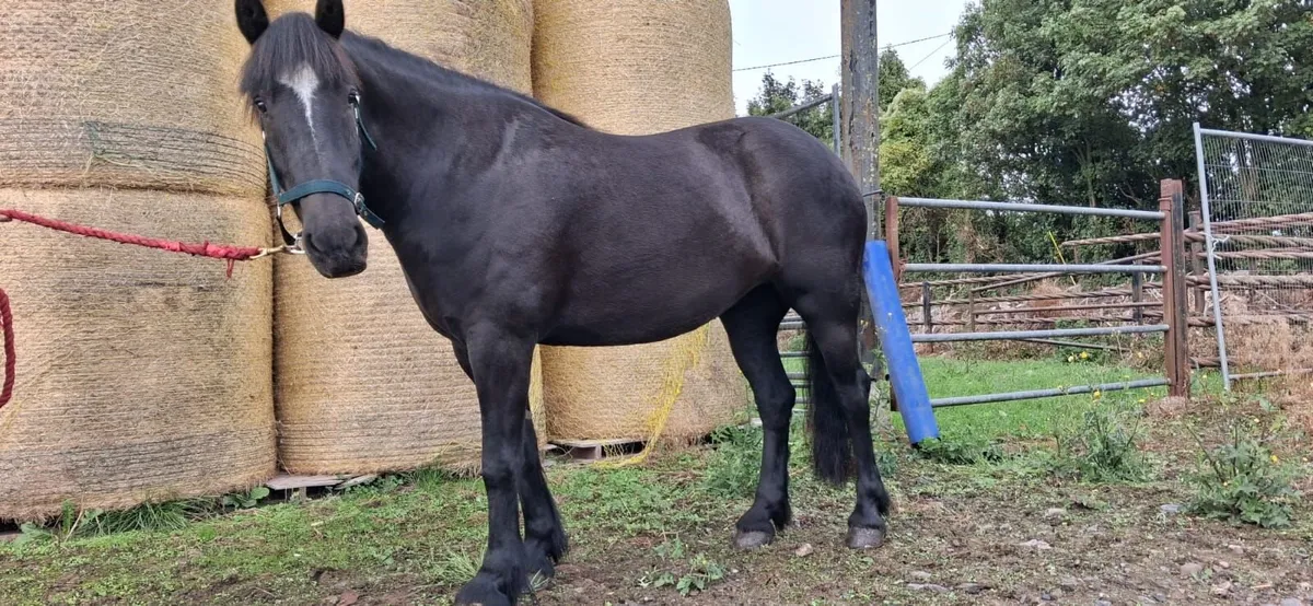 CLIFDEN LOT 460. 15H. 5YRS. MARE - Image 1