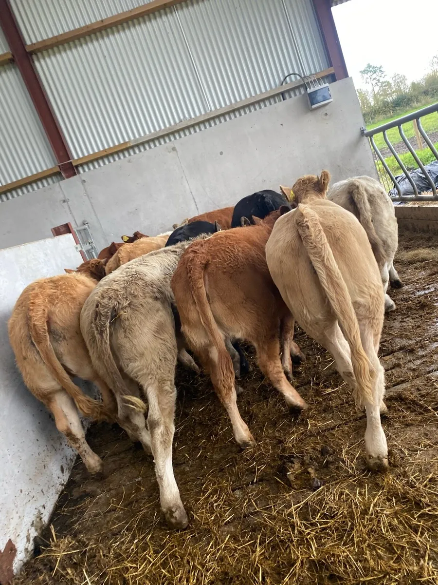 12 super suckler bred heifer weanlings - Image 1