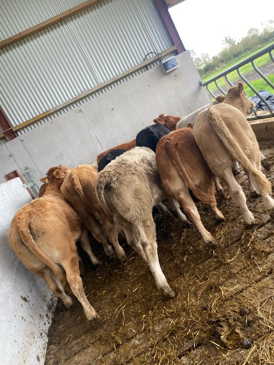 12 super suckler bred heifer weanlings - Image 2
