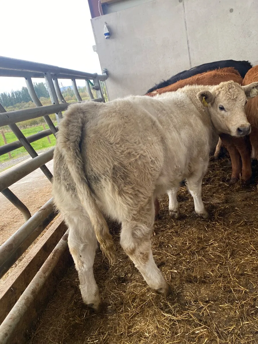 12 super suckler bred heifer weanlings - Image 3